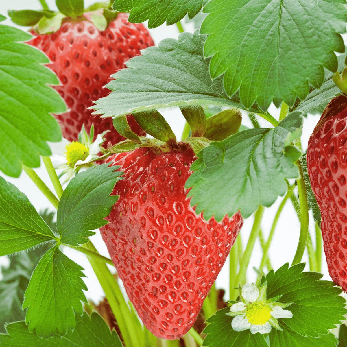 Rutgers D'light Strawberry Roots - Bare Root Ever-Bearing Plants | Fragaria × ananassa - Sweet, Juicy Berries for Home Gardens