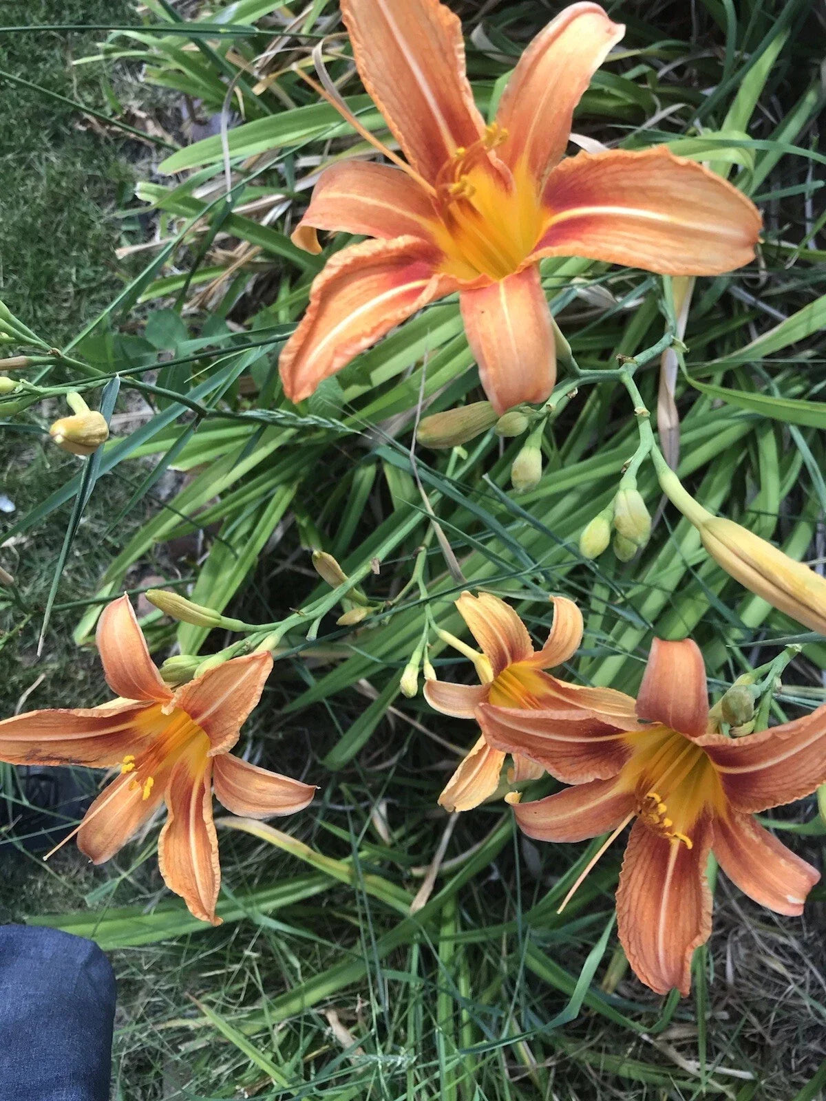 Orange Daylily Plants Set of 5 - Hemerocallis fulva - Perennial Flowering Plants for Gardens and Landscapes