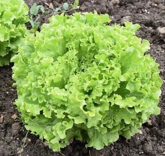 Grand Rapids Leaf Lettuce Seeds - 4g Non-GMO Heirloom - Lactuca sativa - Ideal for Home Gardening