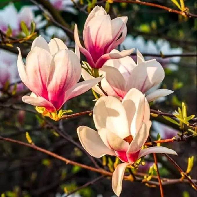 Saucer Magnolia Tree Live Plant 6-12" Pink White Flowers Magnolia x soulangeana 2.5" Pot