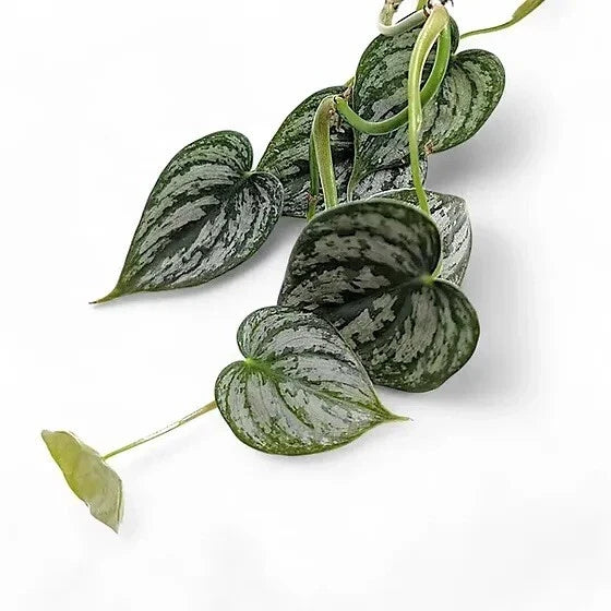 Philodendron Cuttings - 5 Unrooted Cuttings - Philodendron brandtianum - Silver Marbled Leaves for Propagation