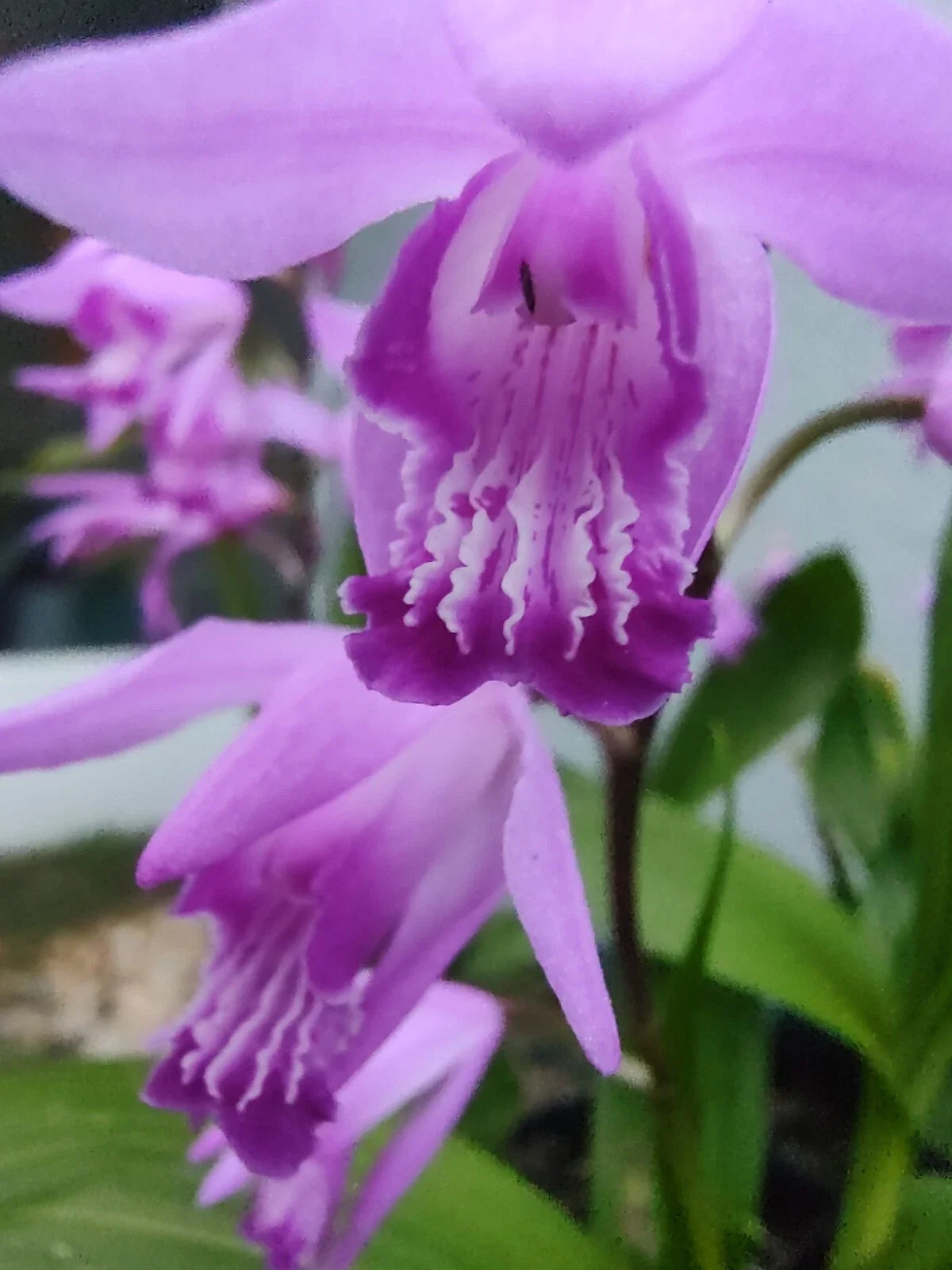 Purple Ground Orchid Plant - Bletilla striata - Hardy Perennial with Stunning Purple Blooms - Perfect for Garden or Container