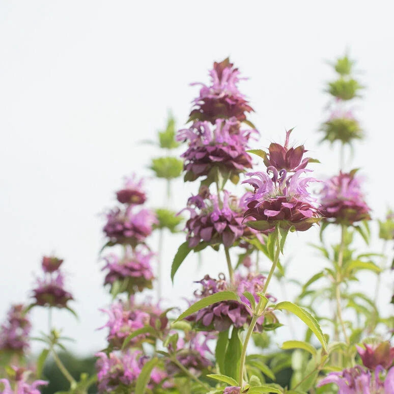 Lemon Mint Seeds - 1000 Non-GMO Culinary Herb Seeds - Mentha × piperita 'Citrata' - Aromatic & Easy to Grow
