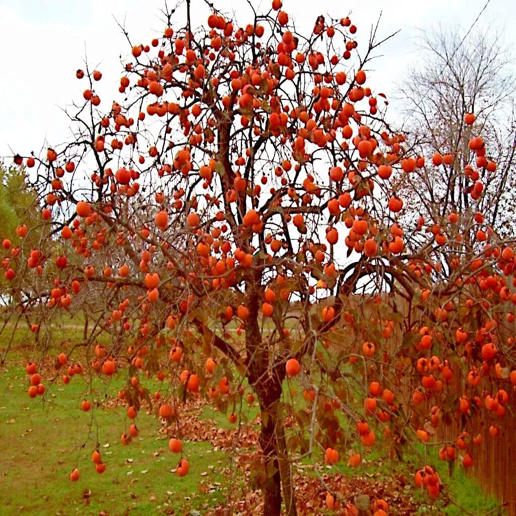 Persimmon Tree Seeds - Sugar Plum Variety - Diospyros Virginiana - Cold Hardy 4-9 - Resealable Packet