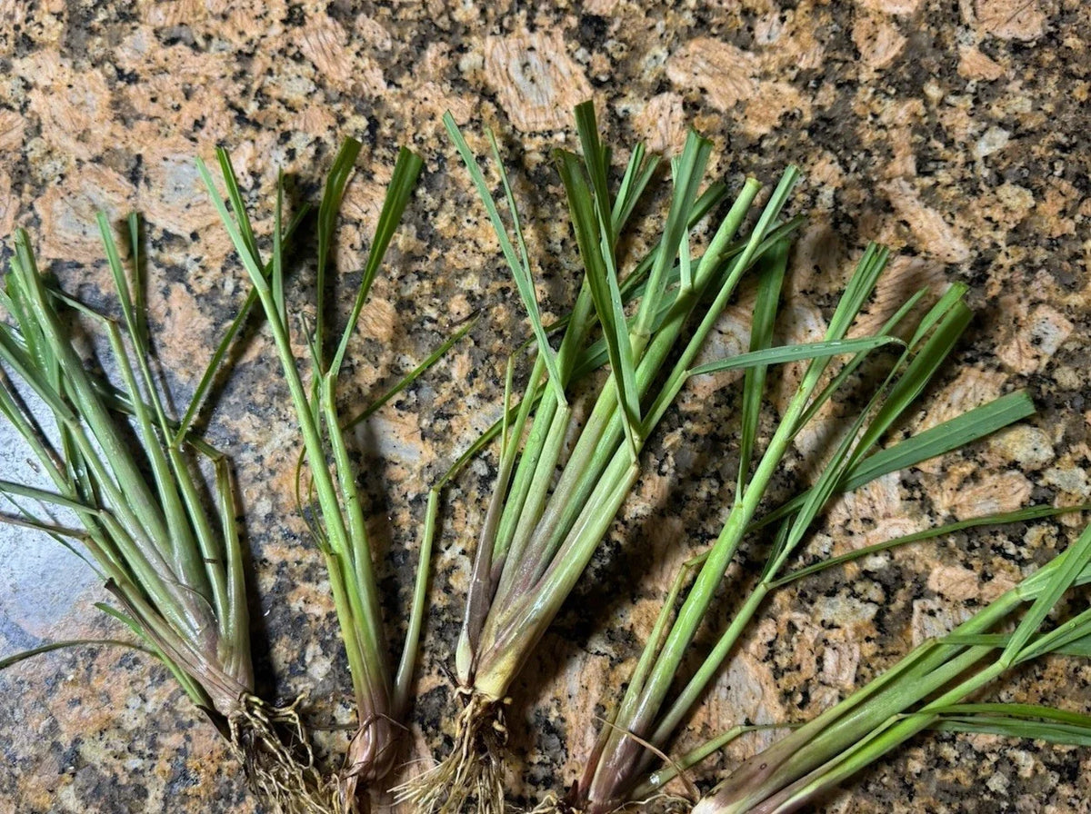 Organic Lemongrass Stalks - 20 Fully Rooted Plants - Culinary Herb - Cymbopogon citratus - Ready to Plant for Home Garden