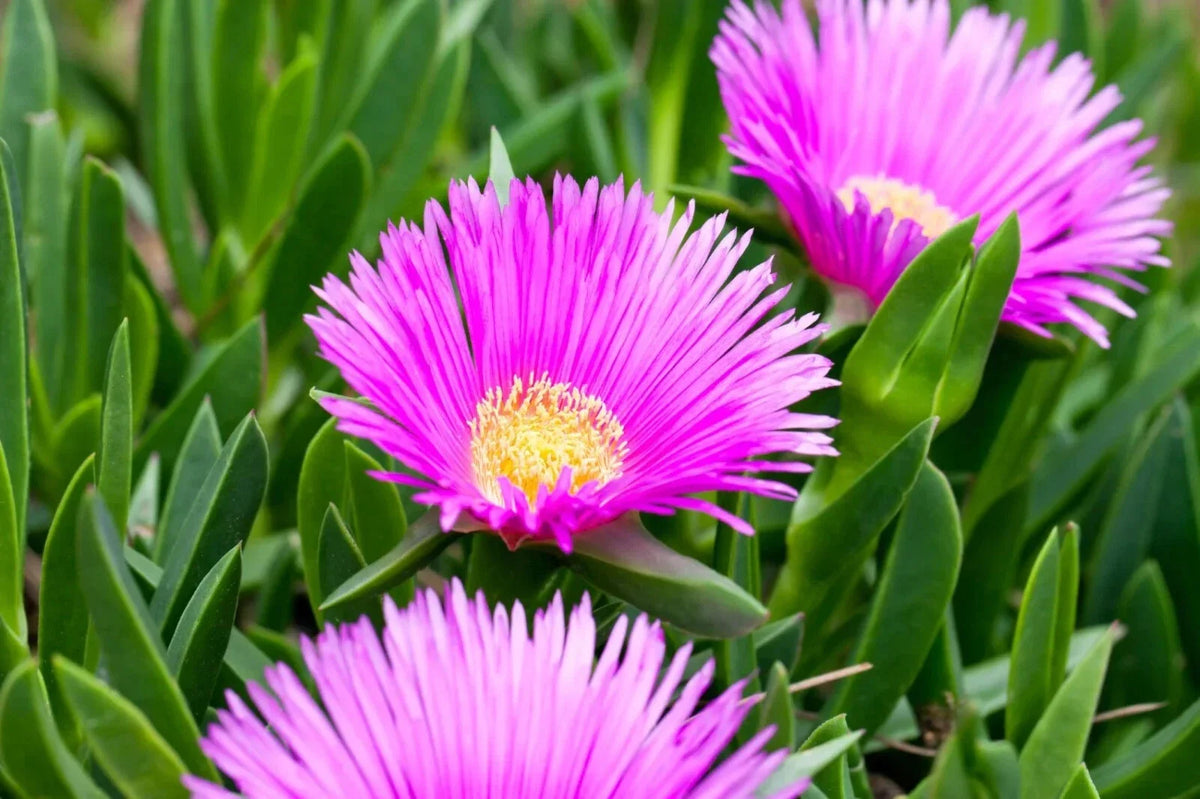 30 Live Ice Plant Cuttings | Drought-Resistant Ground Cover | Delosperma spp. | Easy to Root, Low Maintenance
