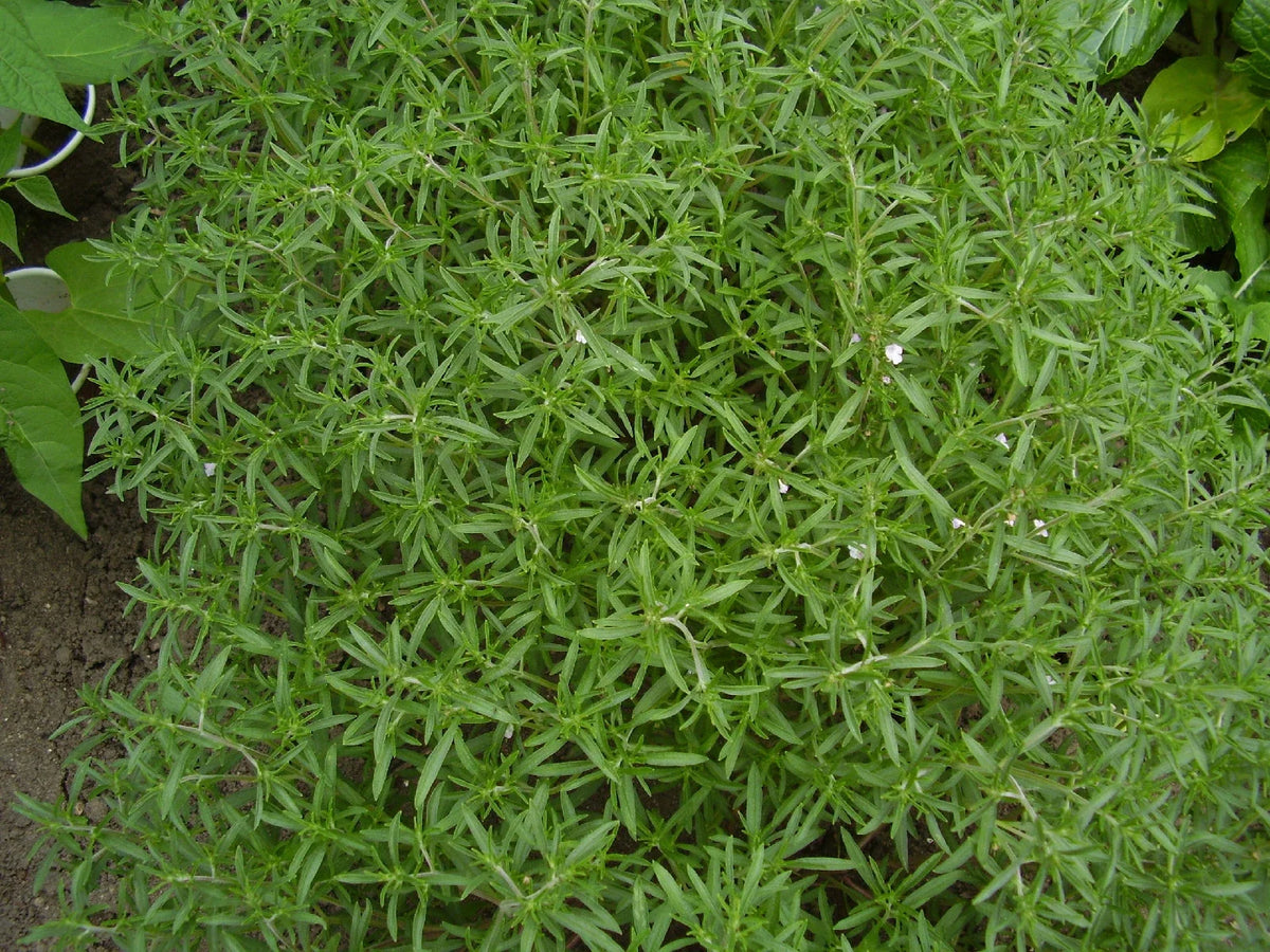 Summer Savory Herb Seeds - 510 Count - Satureja hortensis - Aromatic Culinary Herb for Cooking and Gardening