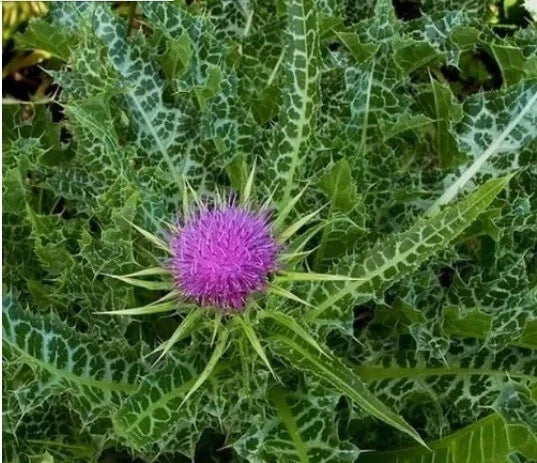 Organic Milk Thistle Seeds - 30+ Blessed Seeds for Medicinal Herb Garden - Silybum marianum