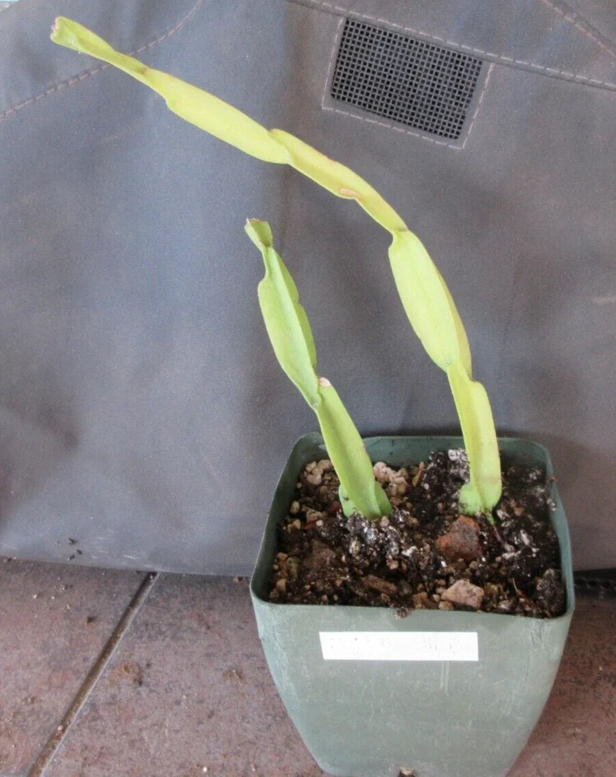 Rhipsalis paradoxa Cuttings - 2 Rooted Mistletoe Cactus Plants - Trailing Indoor Succulent - Tropical Houseplant