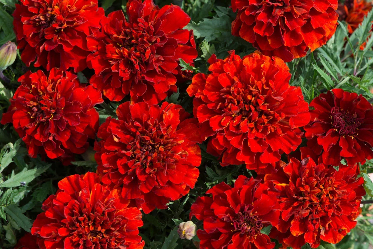 25+ French Fireball Marigold Seeds - Vibrant Orange Flowers - Tagetes patula - Non-GMO Garden Seeds for Planting