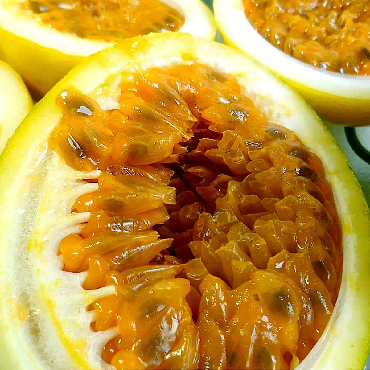 Sweet Granadilla Seeds - 10 Pack - Yellow Passion Fruit Climber Vine - Passiflora ligularis - Non-GMO Garden Seeds