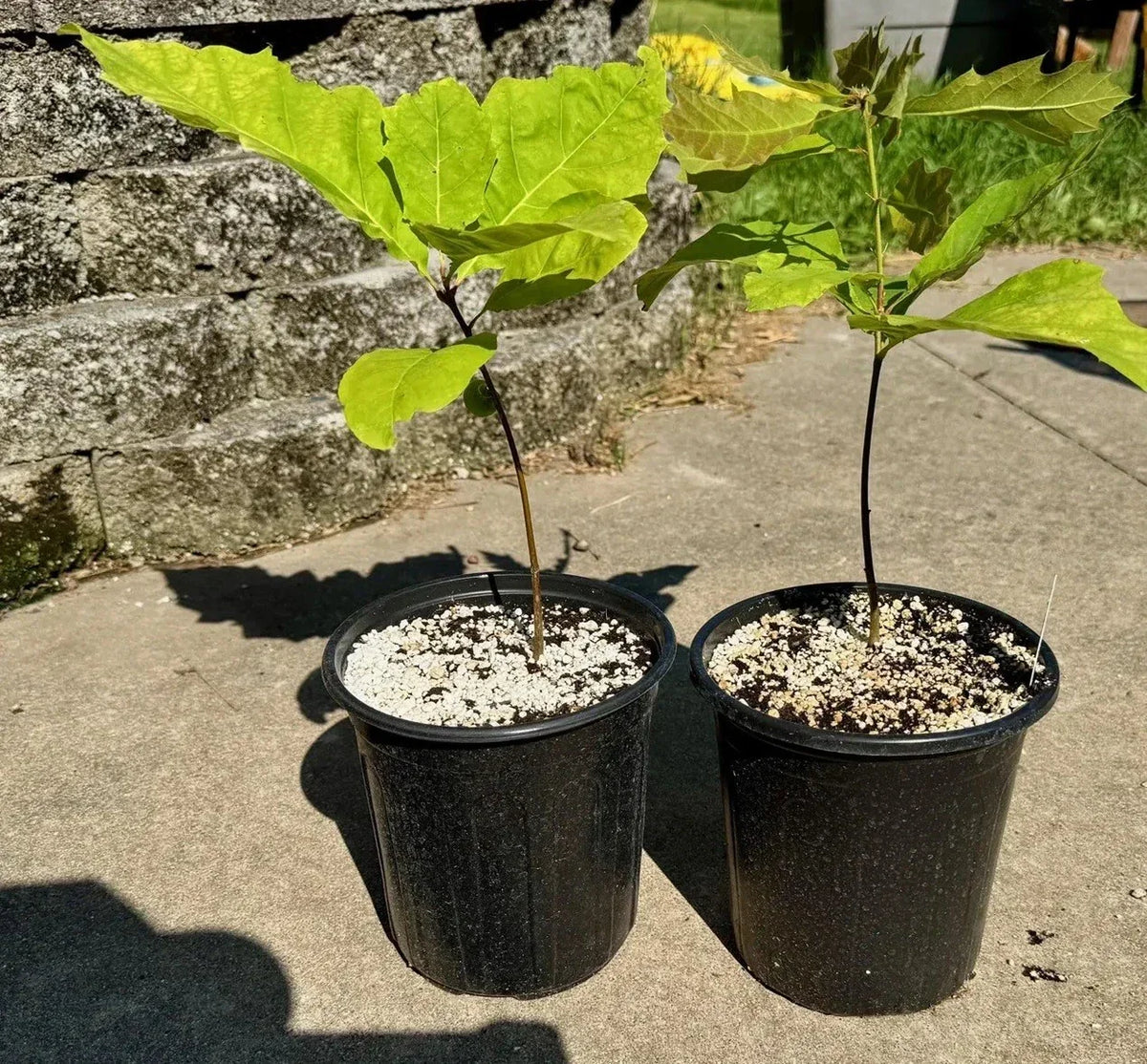 Live Red Oak Tree Seedlings 1-3 Years, Cold Hardy Quercus rubra, 6"-35" Tall, Well-Rooted for Landscaping & Reforestation