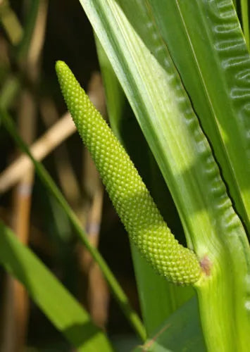 35 Seeds - Sweet Flag Ornamental Grass - Acorus calamus - Fragrant Reed for Garden & Landscape