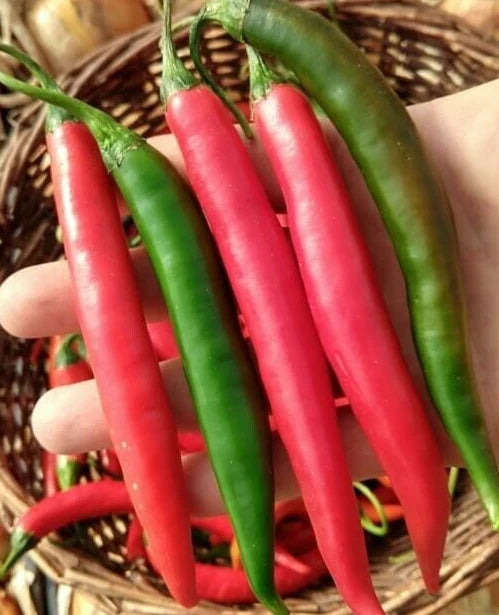 Thai Prik Chi Faa Pepper Seeds - 20 Premium Non-GMO Seeds - Spicy Variety (Capsicum annuum) for Home Gardening and Cooking