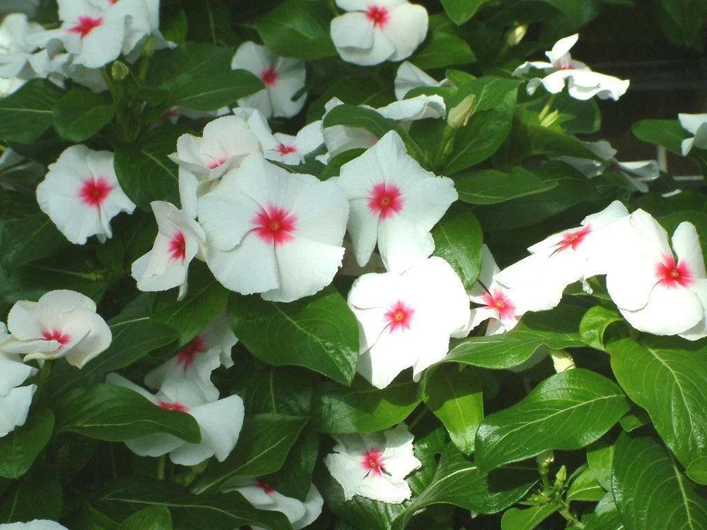Vinca Seeds 500 Count Sunsplash White with Eye Catharanthus roseus Non-California Shipping