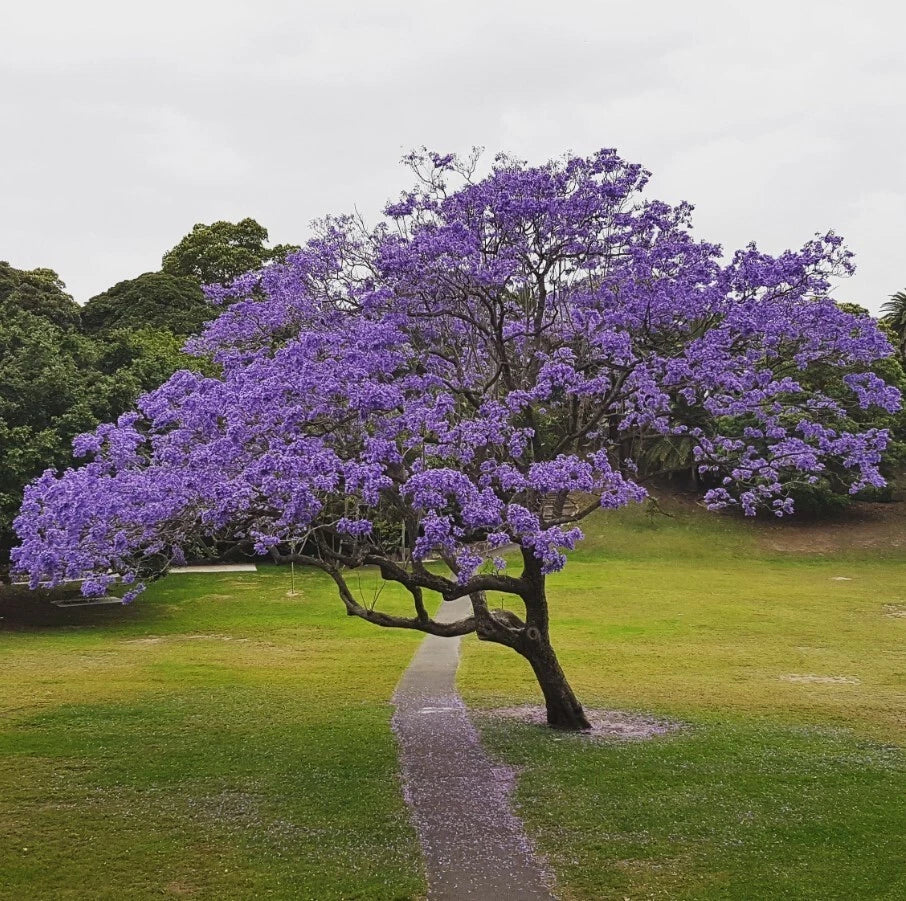 Blue Jacaranda Tree Plant - 6 to 8 Inches - Jacaranda Mimosifolia - Live Indoor/Outdoor Tree for Gardens and Landscapes