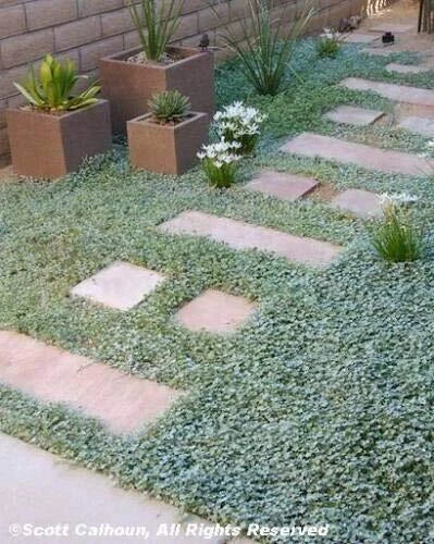 Dichondra Repens Seeds - 1000 Count - Jocad Evergreen Ground Cover - Lawn Leaf Flower - Drought-Tolerant, Low Maintenance
