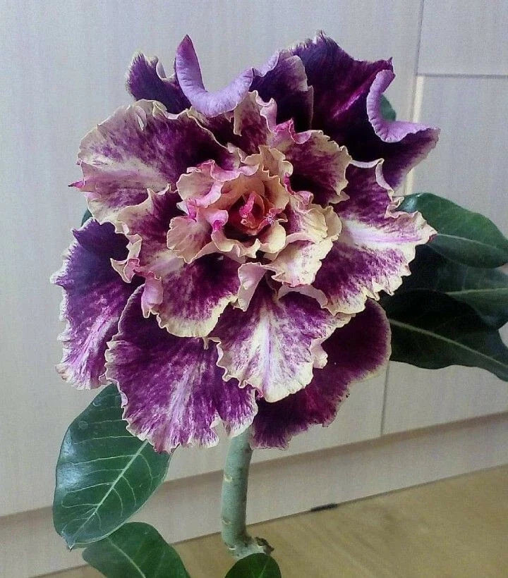 Purple Cream Desert Rose Seeds - 4 Flower Seeds - Adenium Obesum - Vibrant Blooms for Garden or Indoor Planting