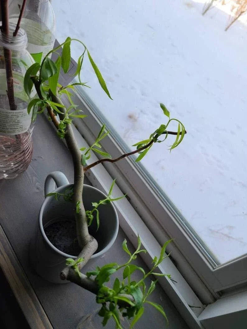 Willow Cuttings - 6 Indoor Cuttings - Rabbit-Friendly - Salix spp. - Easy to Grow for Pet Owners