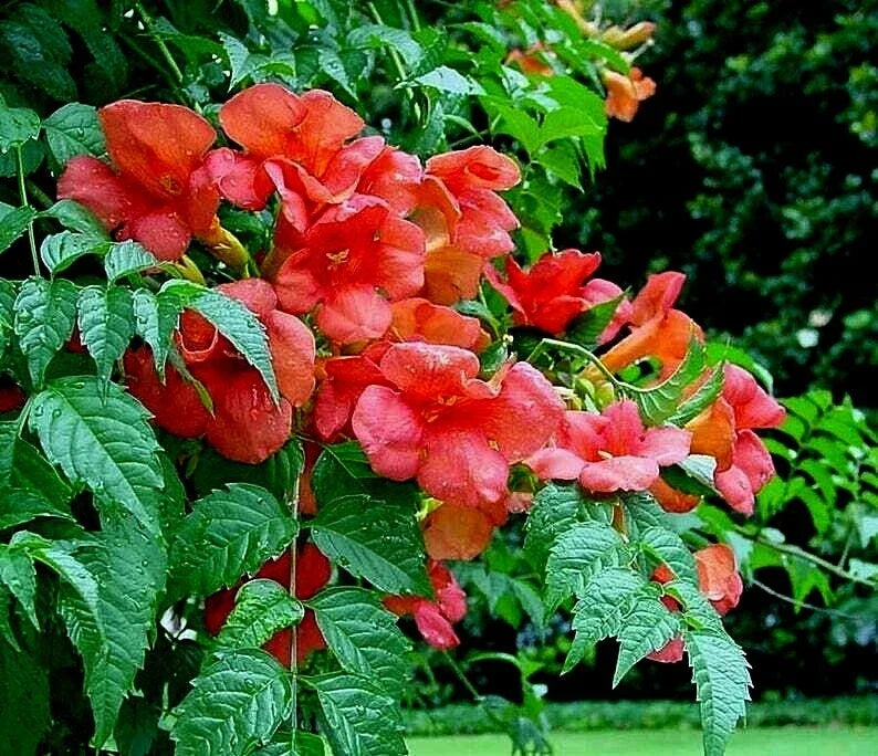 Orange Trumpet Creeper Vine Starter Plant - Reddish-Orange Flowers, Campsis Radicans, Hummingbird Attractant, Bare Root
