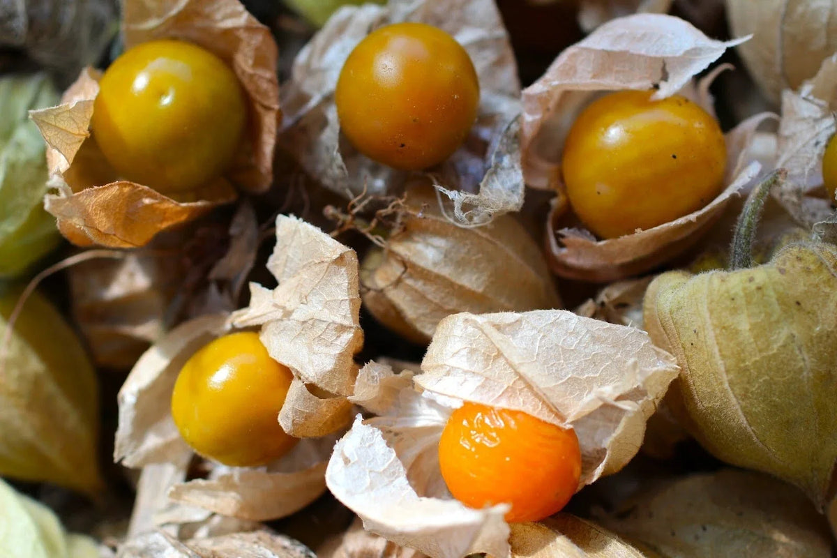 Cape Gooseberry Seeds - 100+ Rare Heirloom Ground Cherry Seeds - Physalis peruviana - Sweet Golden Fruit for Home Garden