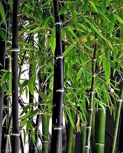 Black Bamboo Seeds - 150+ Seeds for Privacy Screen - Phyllostachys nigra - Fast-Growing Dark Canes for Garden Elegance