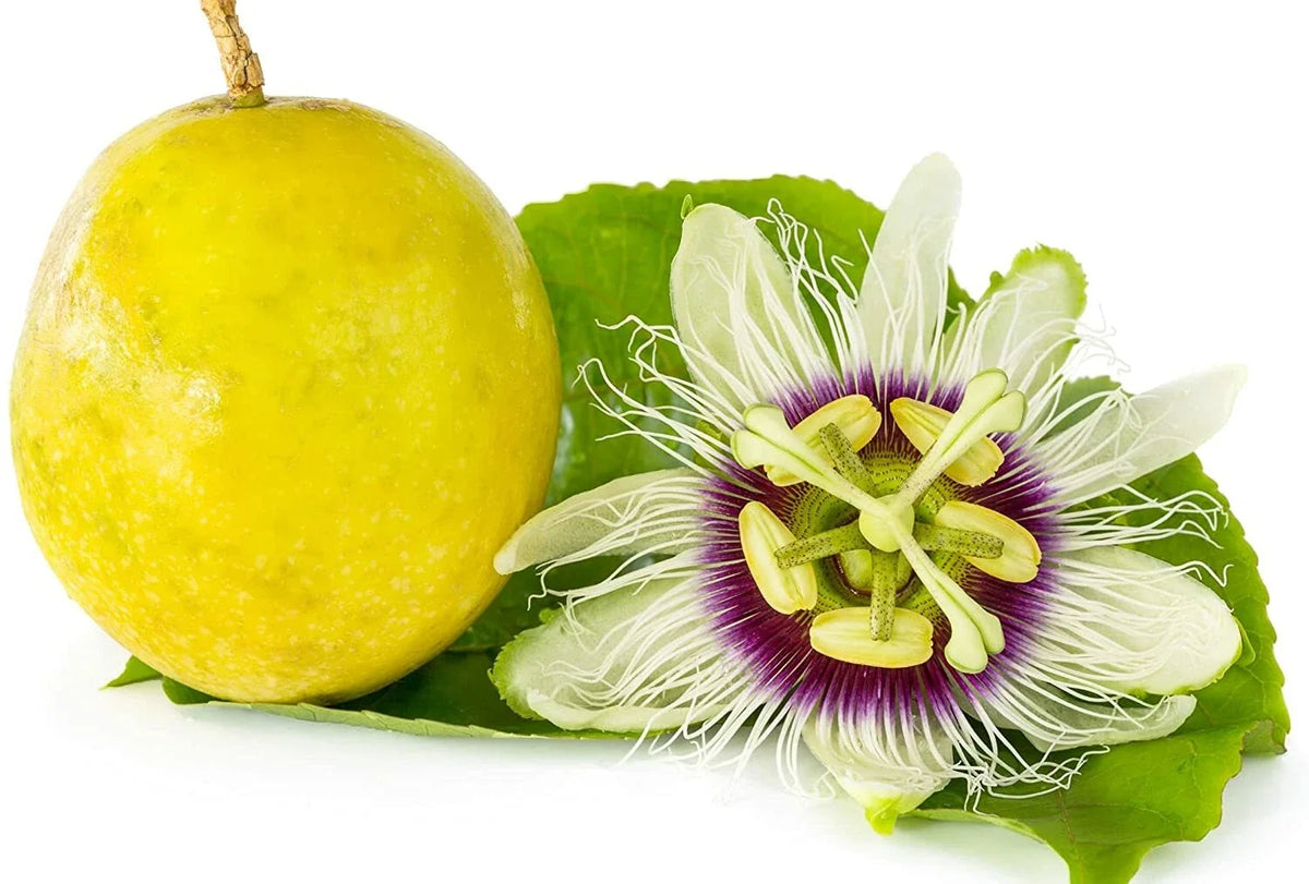 Passion Flower Seeds 100 Count - Vines for Planting - Passiflora incarnata - Ideal for Bonsai and Landscaping