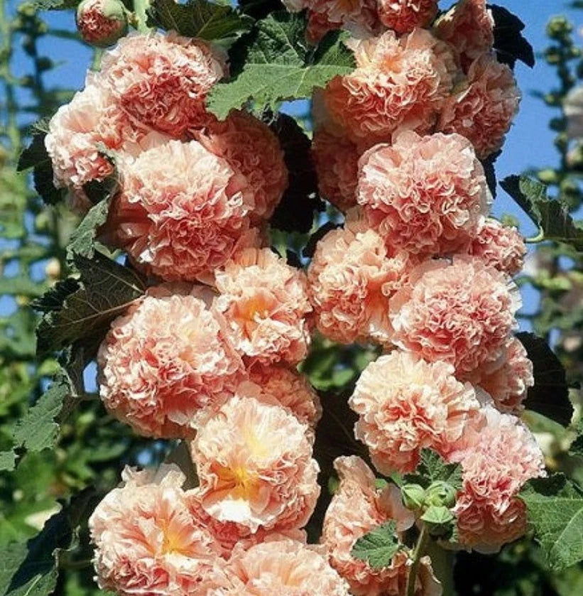 Hollyhock Seeds 25 Non-GMO Chater's Double Salmon Alcea rosea Biennial Peony-Flowered Blooms for Garden & Cottage Arrangements