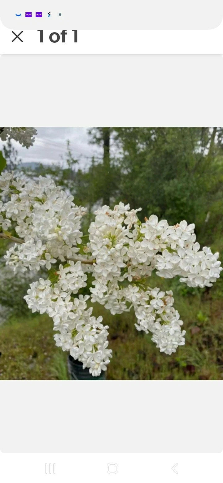 Bare Root Lilac Bush Jumbo Size White Flowers Syringa vulgaris - 5 Premium Plants with Planting Instructions