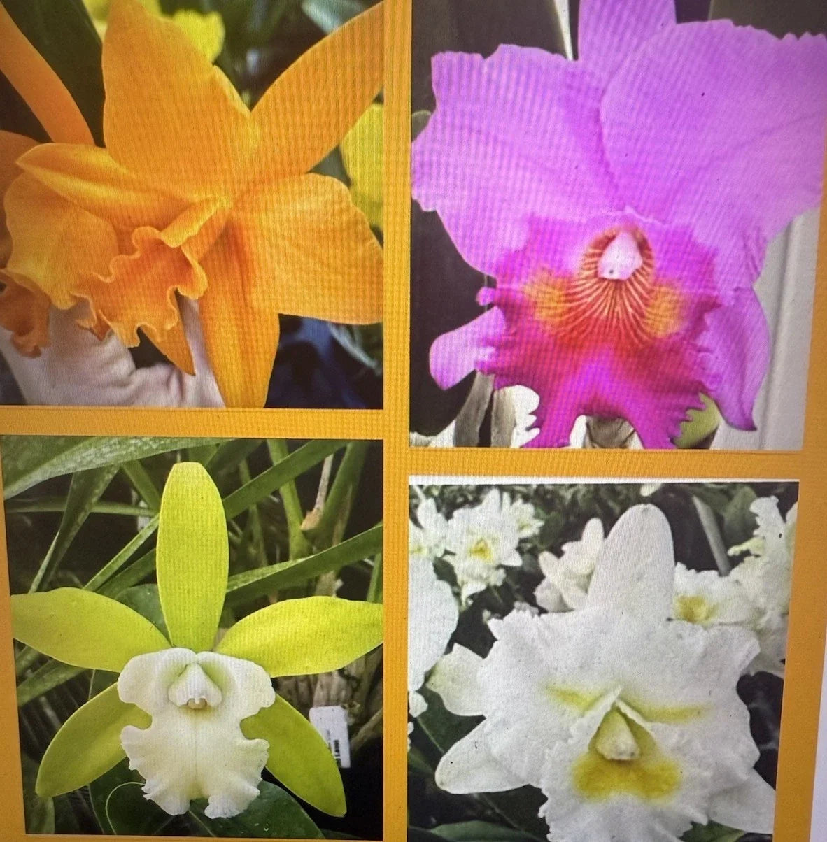 Orchid Plants - 4 Unique Varieties with 2 Rooted Stems Each - Orchidaceae - No Pot, Ideal for Collectors and Gardeners