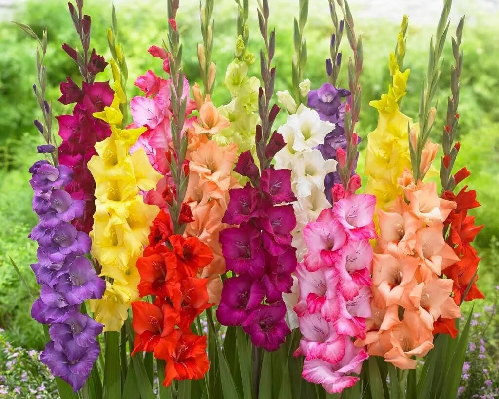 Gladiolus Bulbs 4 Count Mixed Colors Sword Lily Gladiolus hortulanus Easy to Grow Perennial Flowering Bulbs