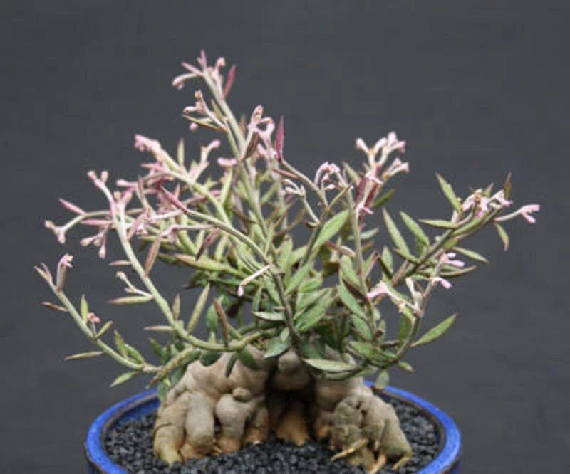 Monadenium Rubellum Seeds - 5 Caudex Cactus Seeds for Indoor Succulent Gardening - Unique Bonsai Plant