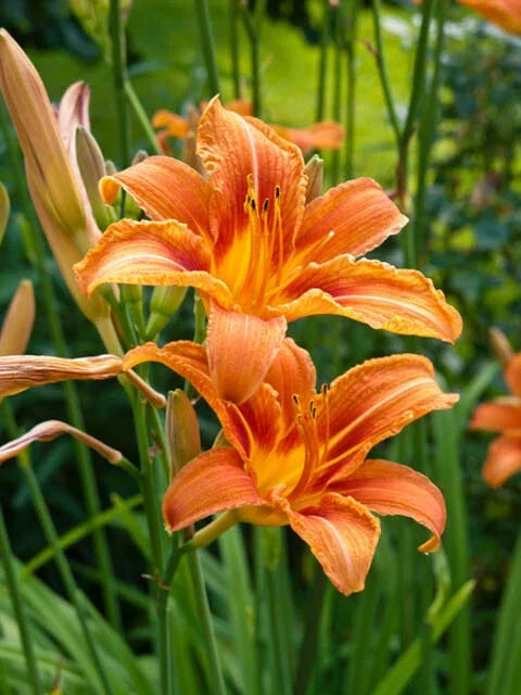 Orange Daylily Bare-root Plant, Hemerocallis, Hardy Perennial, Vibrant Flowers for Garden, Attracts Pollinators