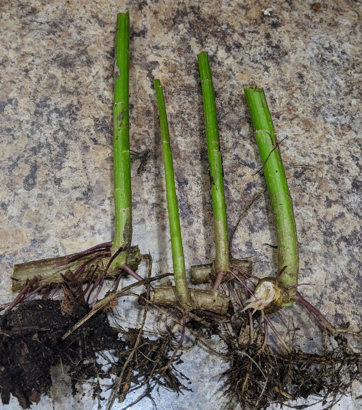 2 Live Organic Rooted Cuttings - Tithonia diversifolia (Mexican Sunflower) - Fast-Growing Pollinator Plant for Compost