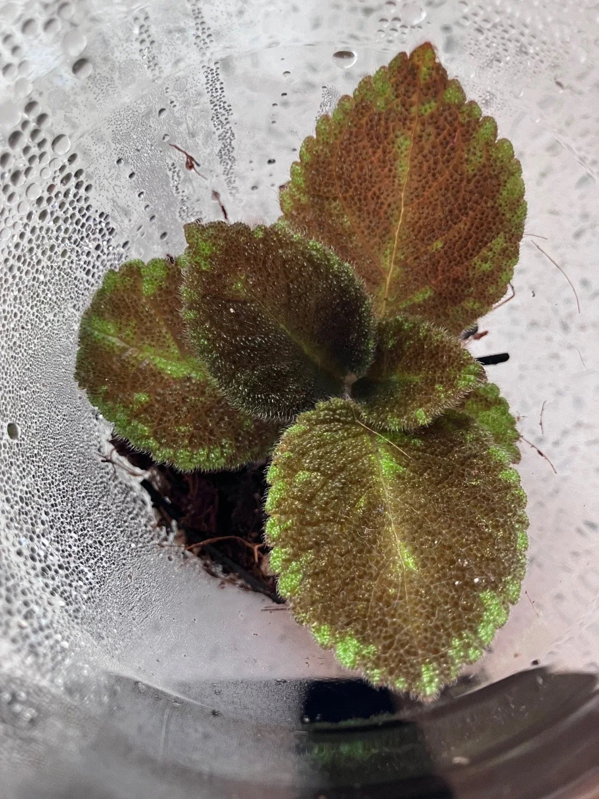 Episcia “Emerald Velvet” Starter Plant – Rare Flame Violet with Fuzzy Foliage – Episcia cupreata – Easy Indoor Houseplant