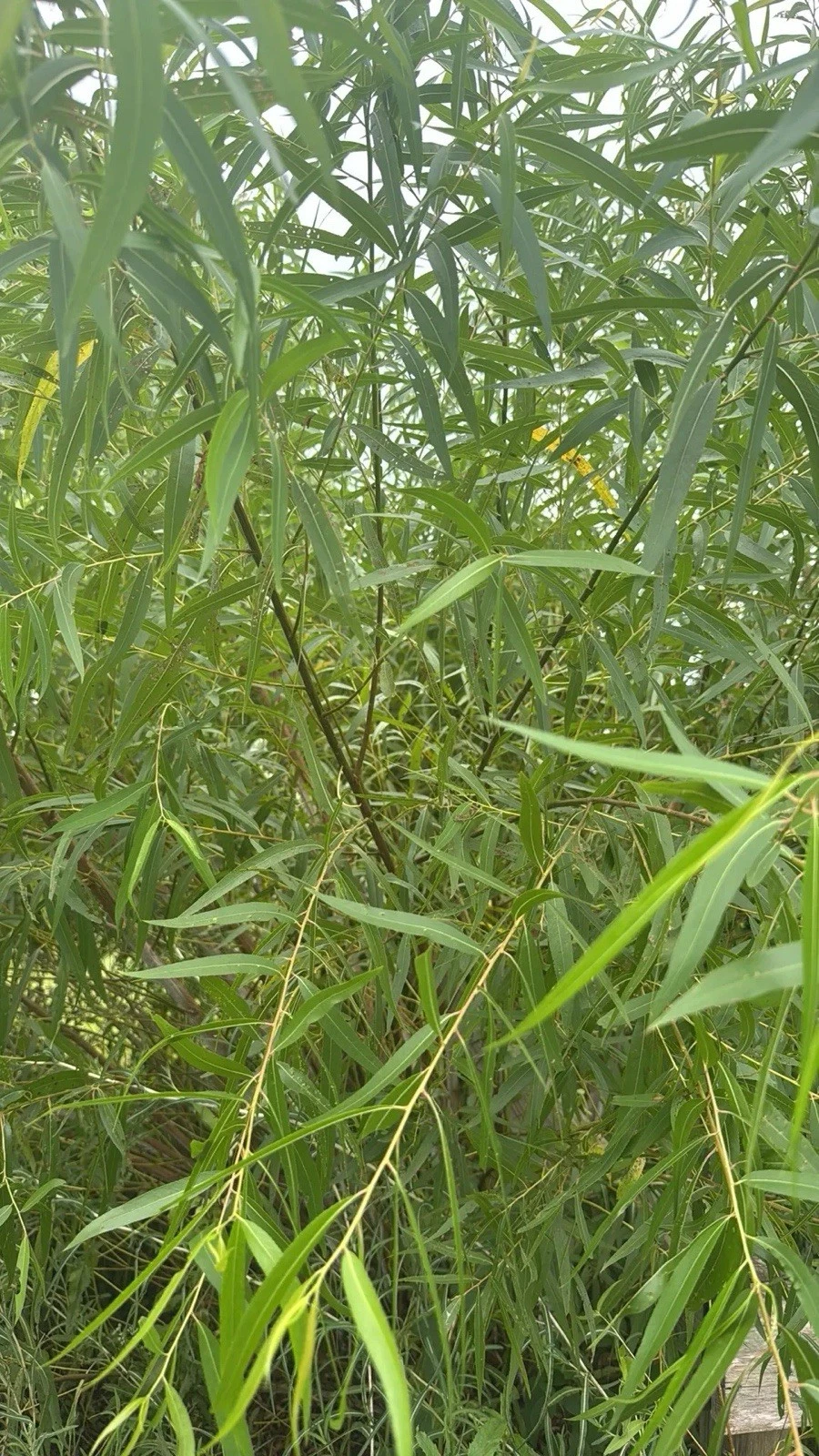 Black Willow Cuttings - 25 Unrooted Fresh Stems - Salix Nigra - Ornamental Privacy Tree Starter