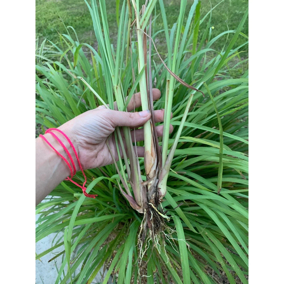 Organic Lemongrass Plant Stalks - 4 Live Rooted Cuttings - Cymbopogon citratus - Culinary Herb for Garden & Kitchen