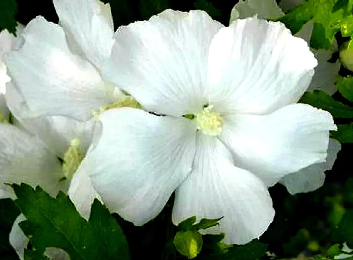 White Rose of Sharon Starter Plant 6"-1' | Solid White Blooms | Hibiscus syriacus | Fast Growing, Low Maintenance, Bare Root