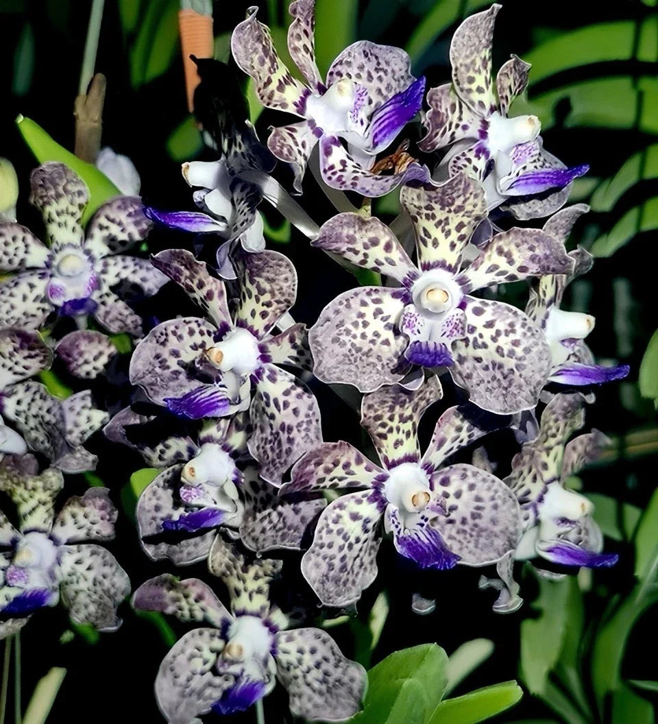 Fragrant Vanda Orchid Plant 4" Papilionanda Kyra Green × Paksorn Fragrance - Tropical Indoor Blooming Orchid