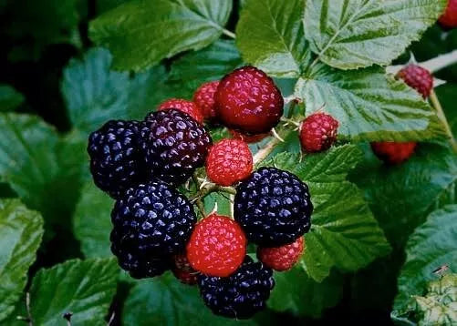 Live Black Raspberry Plant - Organic Bareroot - Rubus Occidentalis - Sweet Juicy Berries for Garden or Container