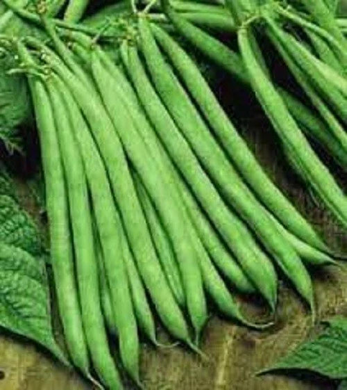 Premium Contender Green Bean Seeds - Non-GMO, Bush Type, Phaseolus vulgaris - Ideal for Home Vegetable Gardens, 50 Seeds