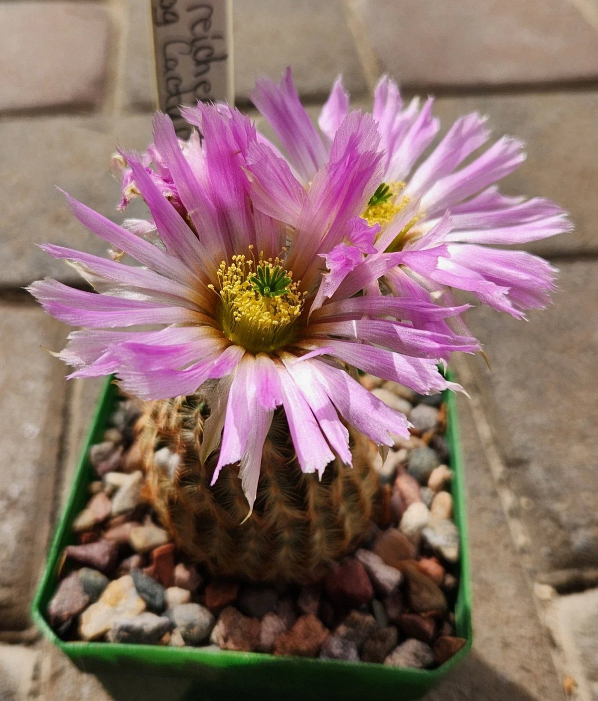 Echinocereus Reichenbachii Lace Hedgehog Cactus Live Rooted Plant - Unique Succulent for Indoor Outdoor Gardens
