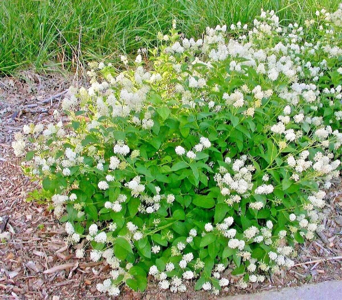 25+ New Jersey Tea Herb Seeds - Ceanothus americanus - Native Wildflower for Shade Garden & Container Planting
