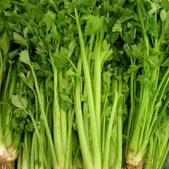 Celery Seeds Packet | Non-GMO Heirloom Tall Utah 52-70 | Apium graveolens | Ideal for Home Gardening