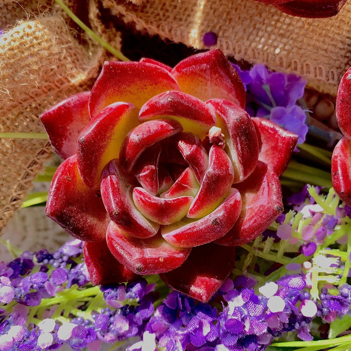 Echeveria Daredevil Succulent Bare Root Plant - Drought-Tolerant, Low Maintenance, Ideal for Garden & Wedding Favors - Echeveria 'Daredevil'