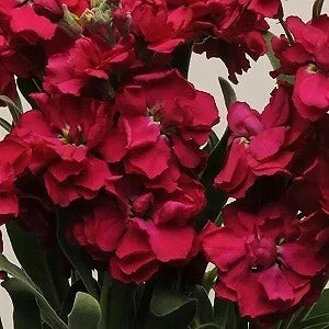 Stock Seeds 500 Count Katz Ruby Delphinium ajacis Vibrant Red Blooms for Garden Pollinator Friendly
