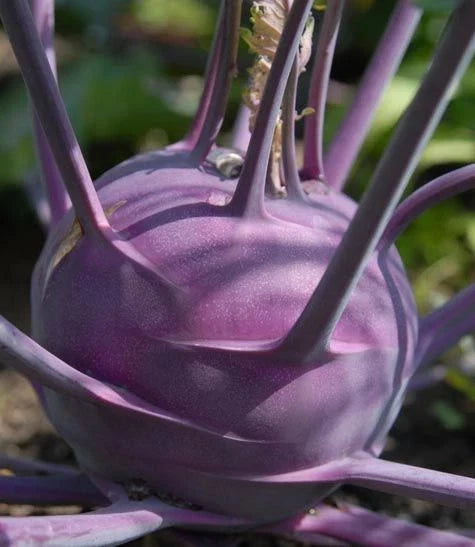 Kohlrabi Seeds - Purple Vienna - Organic Vegetable Seeds - Brassica oleracea - High Germination Rate - Ideal for Home Gardeners