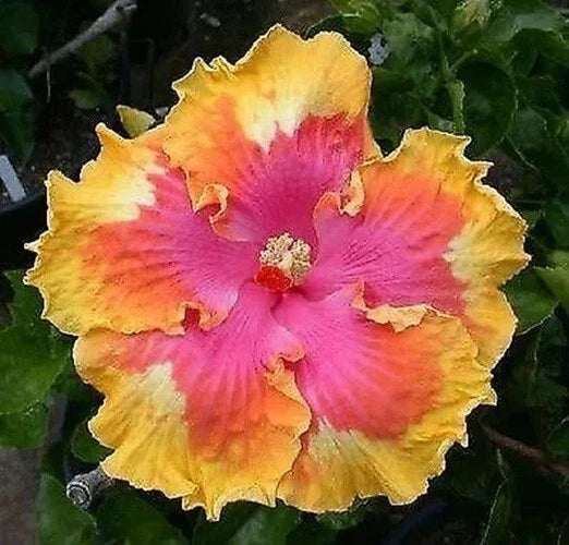 Hibiscus Seeds - 20 Perennial Pink Yellow Orange Flower Seeds - Hibiscus rosa-sinensis - Vibrant Tropical Garden Blooms