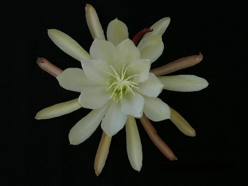 Epiphyllum Cutting - Creme de Menthe Variety - Epiphyllum oxypetalum - Don's Cuttings September 2023 - Easy Care Orchid Cactus