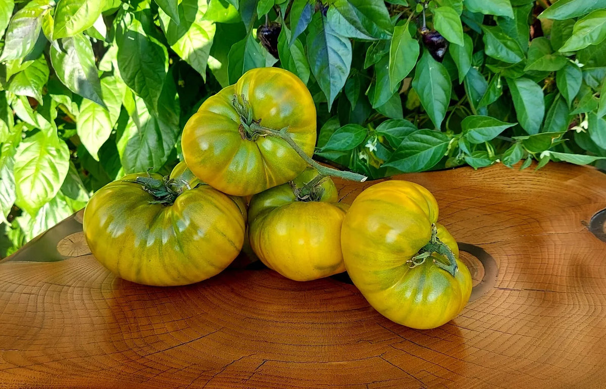 Cherokee Green Tomato Seeds - 10 Pack - Heirloom Organic Non-GMO - Solanum lycopersicum - Rare Variety for Home Gardens